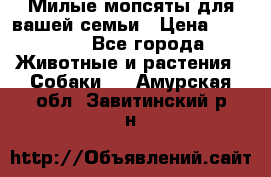 Милые мопсяты для вашей семьи › Цена ­ 20 000 - Все города Животные и растения » Собаки   . Амурская обл.,Завитинский р-н